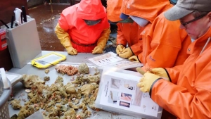 На берегах Аляски обнаружены девять новых видов морских губок