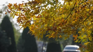 In February, the temperature will rise up to +22 degrees