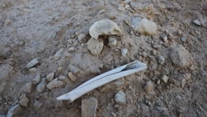 Hundreds of bodies found near Raqqa