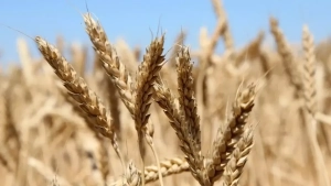 New electronic system introduced for cotton and grain reception