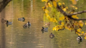 February 4: The weather will be clear in most areas