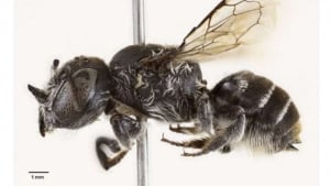 Avstraliyada shoxli yangi asalari turi topildi