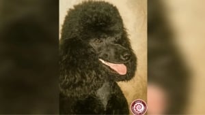 Rossiyada eng keksa pudel Fanya tan olindi