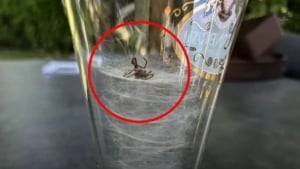 Spider Web: A Symbol of Determination and Lesson