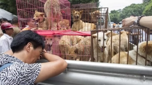 Dog meat farms are closing in South Korea