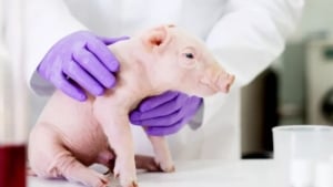 Japan transplants organs from cloned pigs