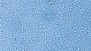 Olimlar 3,2 milliard yillik fermentni tiklashdi