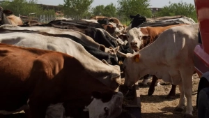 Меры Трампа нанесли ущерб американским фермерам