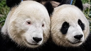 Xitoyda ko'z atrofida qora dog'lari bo'lmagan noyob panda tug'ildi