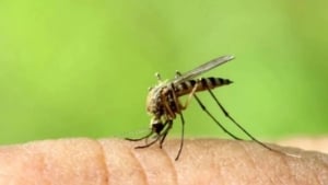 Mosquitoes found in the natural environment for the first time in Iceland
