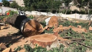 Dehqonobodda qimmatbaho daraxtlar noqonuniy kesildi
