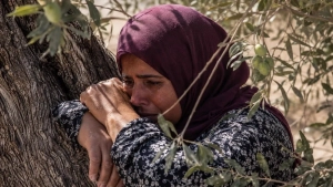 Isroil harbiylari G‘arbiy Sohilda falastinliklarning zaytunzorlarini yo‘q qildi