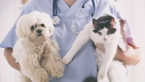 Yangi Zelandiyada uy hayvonlari uchun vino terapiyasi boshlandi