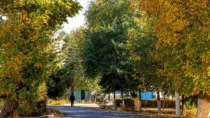 9-noyabr: O‘zbekistonda havo ochiq, tuman ehtimoli bor