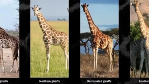 Giraffes were divided into four distinct species