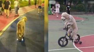 Velosiped haydaydigan it internetda mashhur bo‘ldi