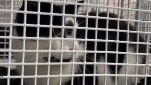 The cat traveled on the train to Hamburg without a ticket