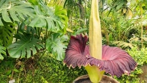 Dortmunddagi noyob Amorphophallus titanum guli o‘g‘irlandi