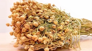 Tojikistonlik ayol Rossiya aeroportida isiriq bilan qo‘lga olindi