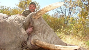 Gabonda yovvoyi fillar amerikalik badavlat ovchini toptab o'ldirdi