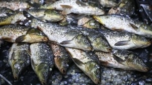 Bangladeshda hilsa ovlashga uch haftalik taqiq joriy qilindi