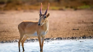Uzbekistan and Kazakhstan will jointly preserve the saiga