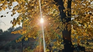 11-noyabr: Mamlakat bo‘ylab iliq va quruq havo