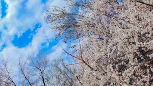 В начале недели в Узбекистане будет преимущественно солнечная и сухая погода
