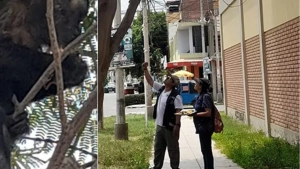 В Перу обезьяна, которая украла деньги, была задержана полицией