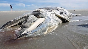 Another body of a whale has been found on the shores of Germany — specialists are determining the cause of death