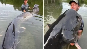 Чешский охотник поймал огромного лося в Вранове