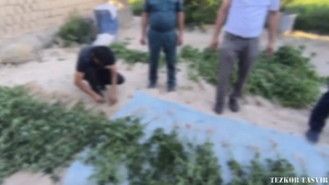 Urgutda narkotik o‘simlik yetishtirish holatlari aniqlandi