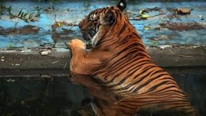 In Thailand, cat plague killed 72 tigers