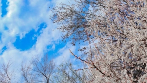 O'zbekistonda haftaning o'rtalaridan sovuq havo orqaga chekinadi