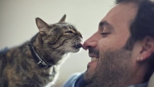 "Miyov" from a human: how do cats perceive our attempts to communicate?