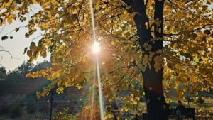 11 ноября: Теплая и сухая погода по всей стране