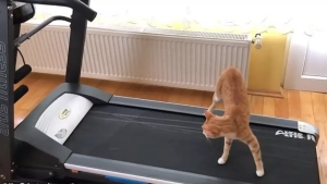 Oliver mushuk egasi bilan har kuni yuguradi