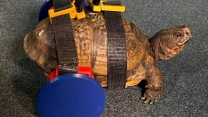 С помощью 3D-принтера была изготовлена специальная инвалидная коляска для черепахи