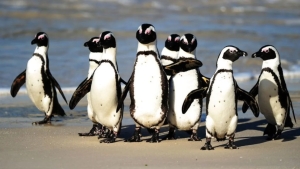 African penguins are becoming victims of hunger and overfishing