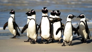 African penguins are becoming victims of hunger and overfishing