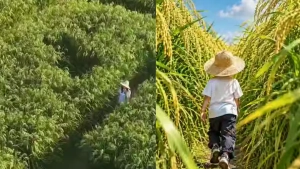 Xitoy seleksionerlari 2,2 metr baland «Gigant sholi» navini yaratdi