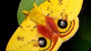 Plants signal animals with sound when under stress