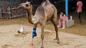 For the first time in Pakistan, a camel was fitted with a prosthetic leg