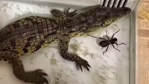 A Nile crocodile was found at a blogger's house in Tashkent