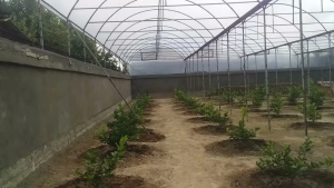 Large-scale new greenhouse complexes are being built in Sherobod district