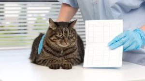 The law on the registration of animals comes into force