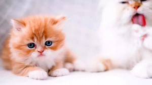 A woman won 21 million in the lottery in Tyumen