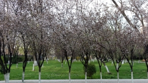 Aprel oyida O‘zbekistonda beqaror ob-havo davom etadi