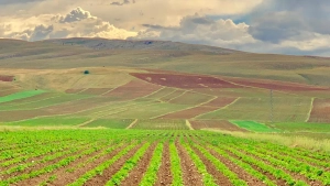 O'zbekistonda qishloq xo'jaligi yerlarini ijaraga berishning yangi tartibi joriy etildi