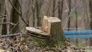 На улице Бабура вырубили деревья, началось обновление